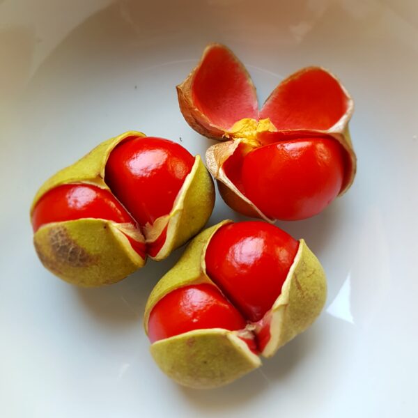 Native Tamarind (Diploglottis campellii) Fruits at Peppermint Ridge ...
