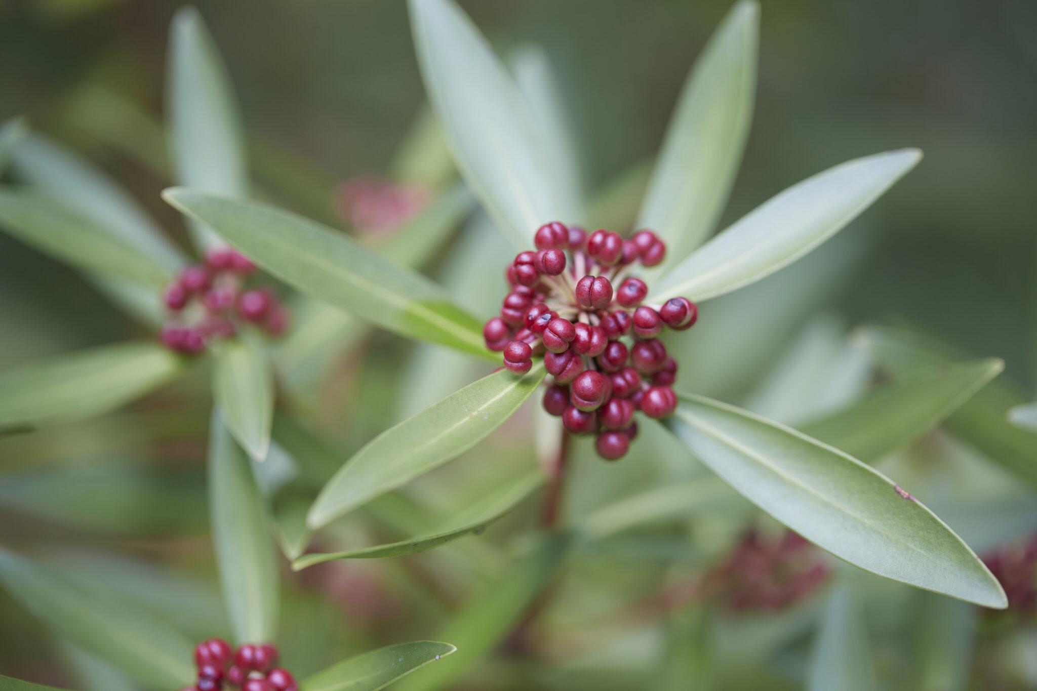 Australian Native Food Harvest A Guide for the Passionate Cook and Gardener 2nd edition pre