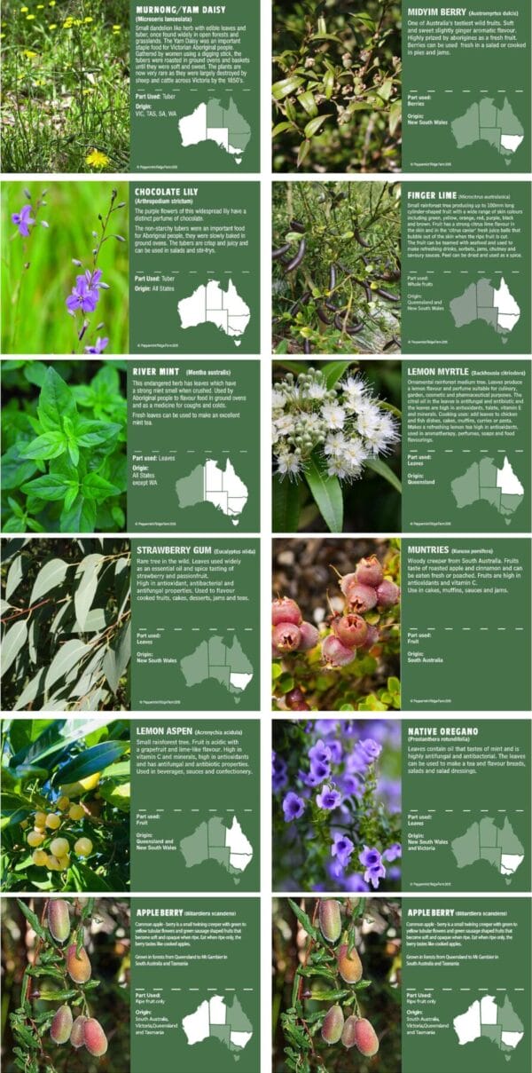 Bush Food Garden Interpretive Signs - Image 2