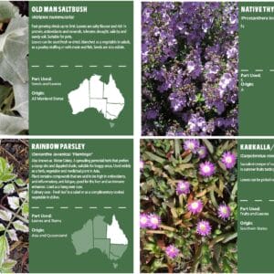 Bush Food Garden Interpretive Signs