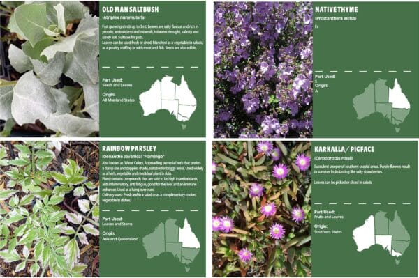 Bush Food Garden Interpretive Signs