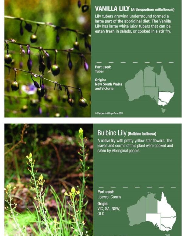 Bush Food Garden Interpretive Signs - Image 4