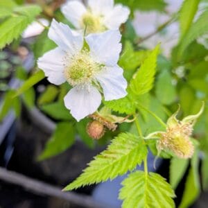 Native Thornless Raspberry (Rubus rosifolius)