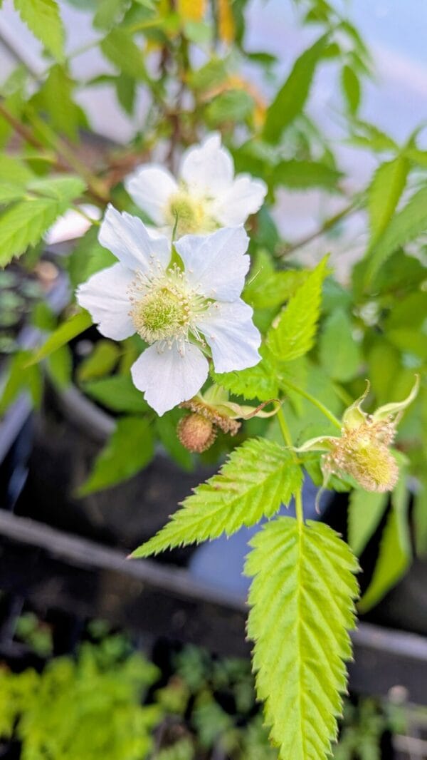 Native Thornless Raspberry (Rubus rosifolius)