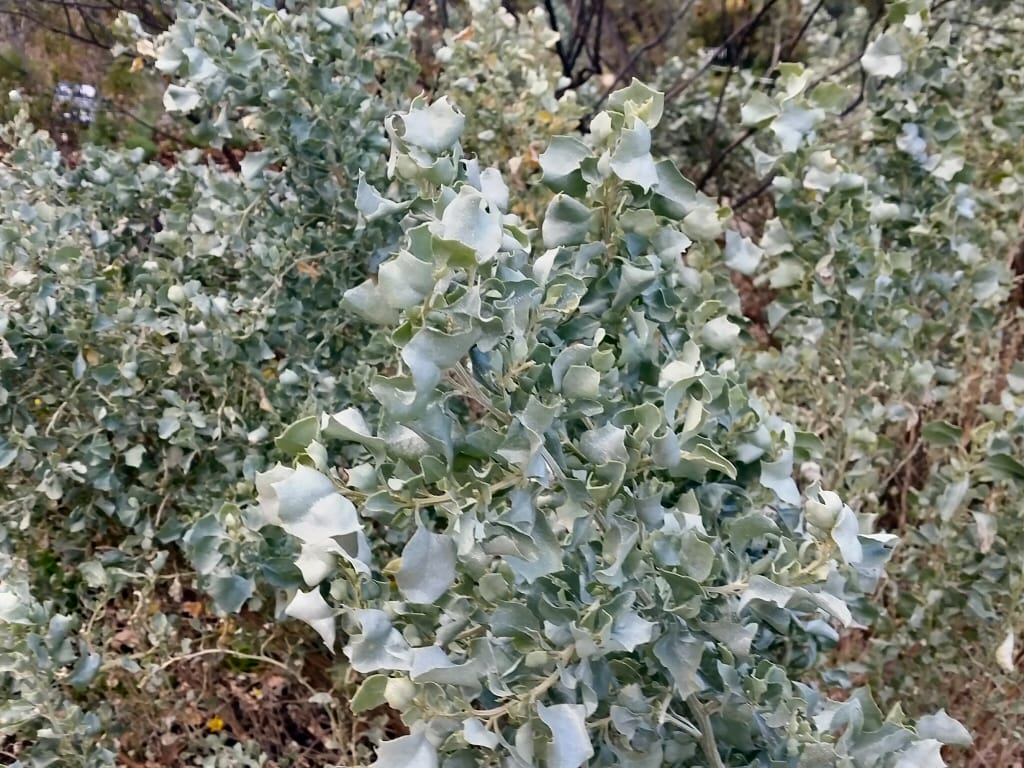 Old Man Saltbush Spice