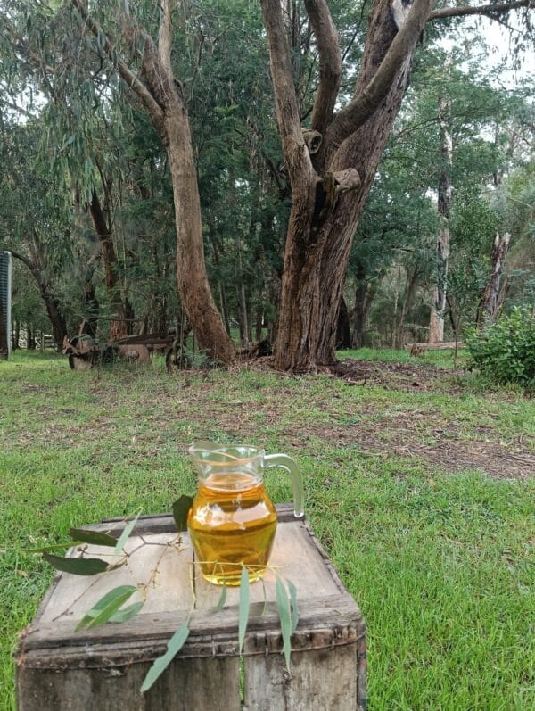 Aged Eucalyptus Oil 25ml - Image 2
